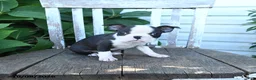Boston Terrier dogs for sale: Charlie - Ad 1
