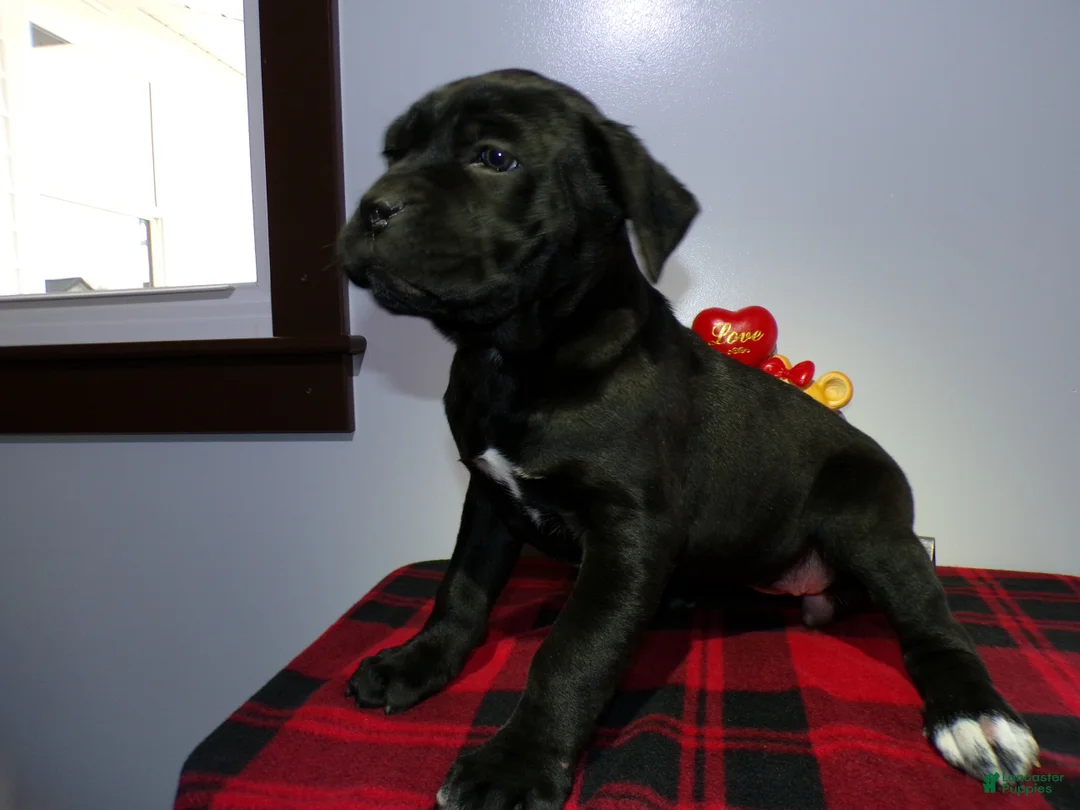 Cane Corso dogs for sale: Cane Corso Puppy 1 Stormy - Ad 1