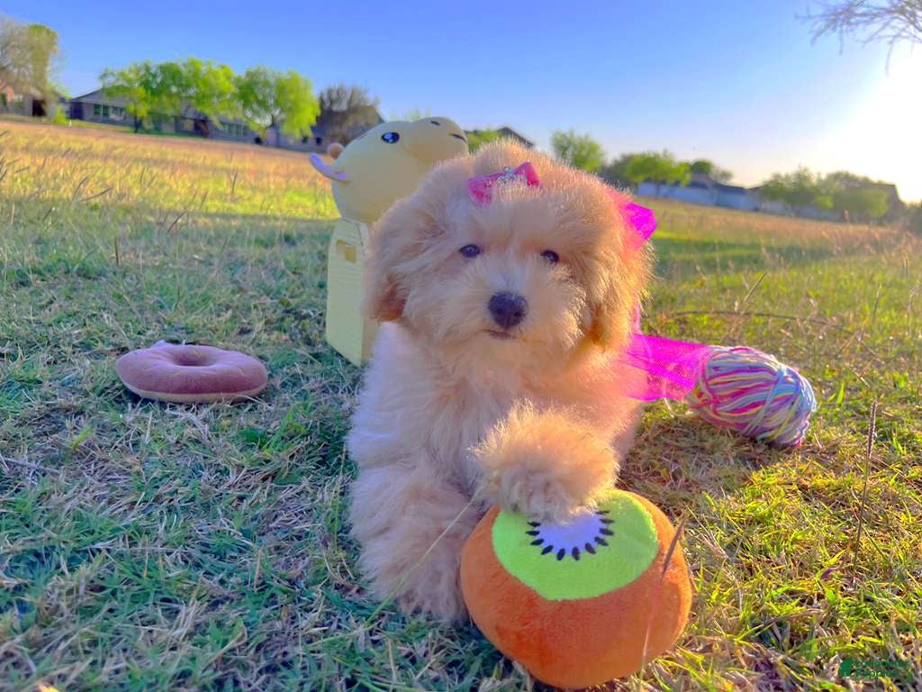 Maltipoo dogs Aurora - Ad 2