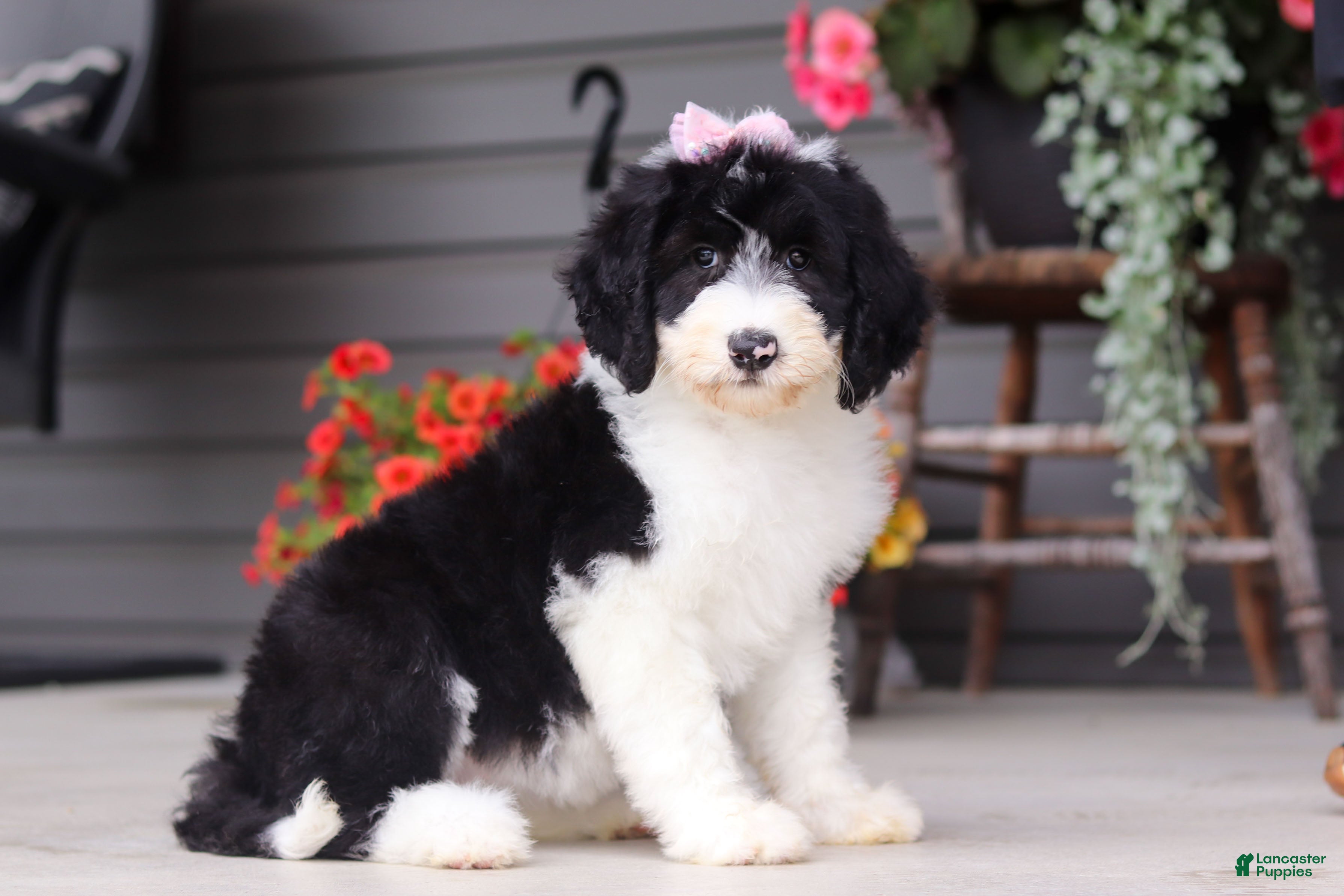 Sheepadoodle dogs Lila - Ad 1