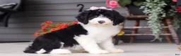 Sheepadoodle dogs for sale: Lila - Ad 1