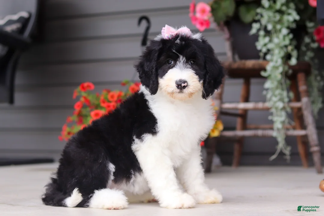 Sheepadoodle dogs for sale: Lila - Ad 1