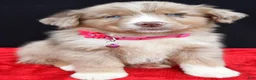 Miniature Australian Shepherd dogs for sale: Fern  - Ad 1