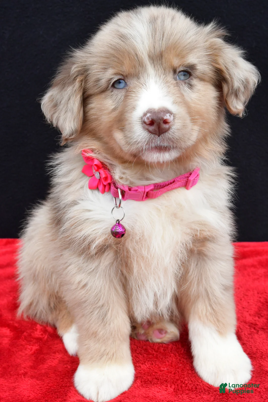 Miniature Australian Shepherd dogs for sale: Fern  - Ad 1