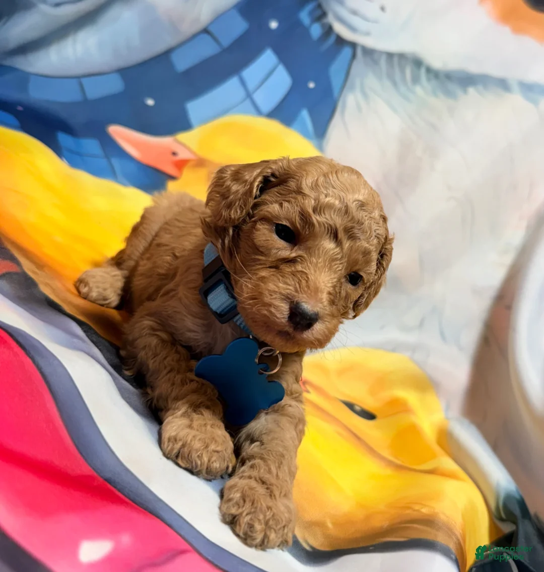 Miniature Poodle dogs for sale: Miniature Poodle Puppy 1 - Ad 2