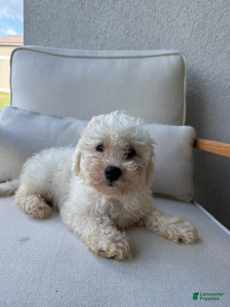 Bichon Frise (Bichon Frise, Male) in Lady Lake, FL