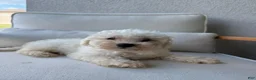 Bichon Frise dogs for sale: Bichon Frise - Ad 1