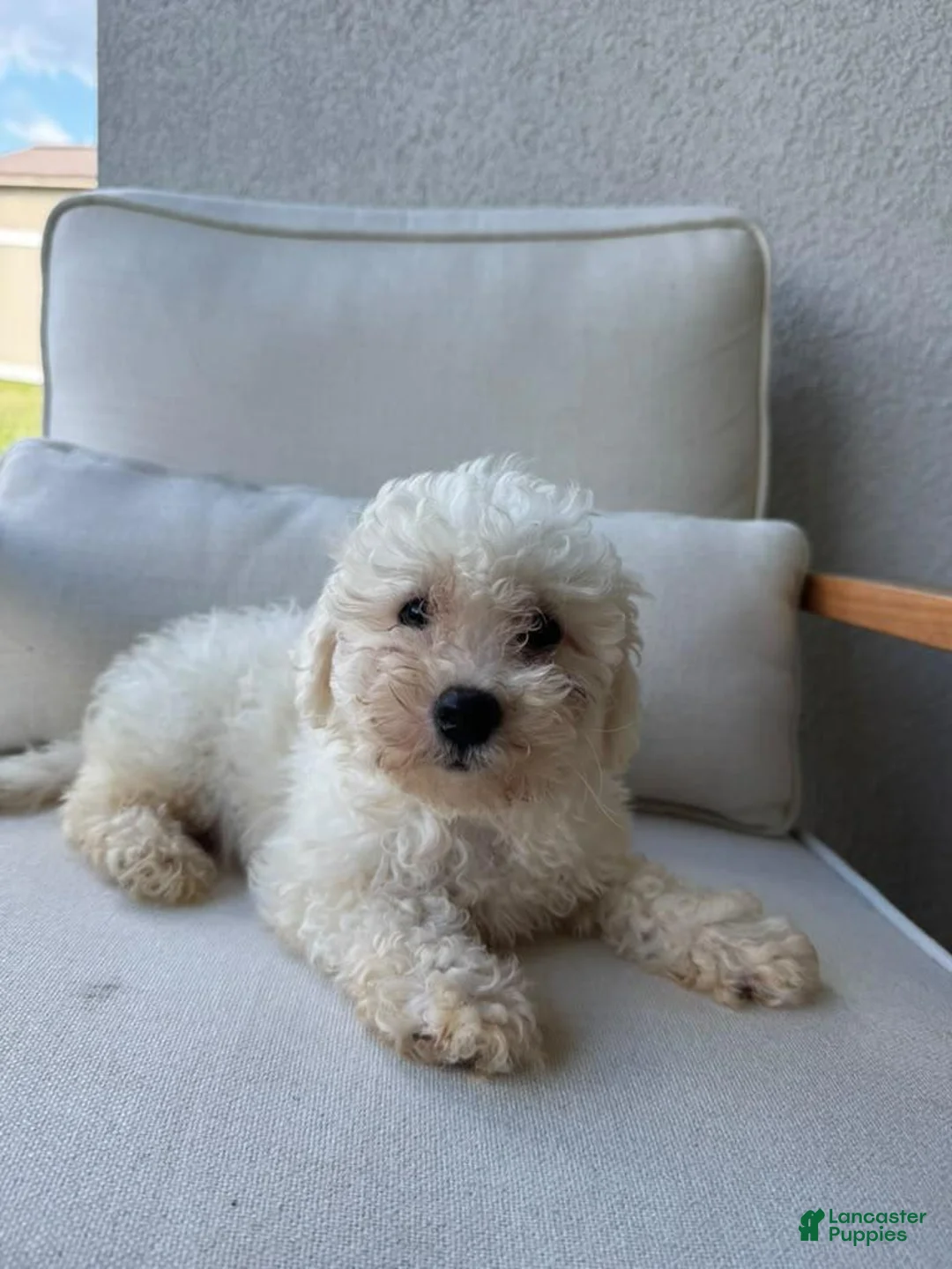 Bichon Frise dogs for sale: Bichon Frise - Ad 1