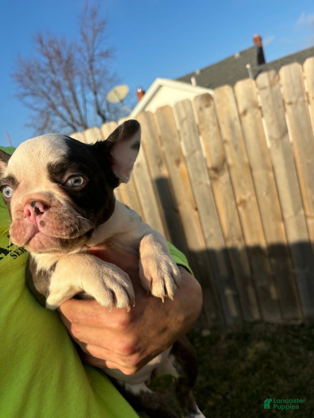 French Bulldog dogs for sale: French Bulldog Puppy 4 - Ad 1