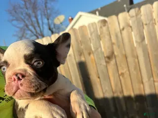 French Bulldog dogs French Bulldog Puppy 4 - Ad 41