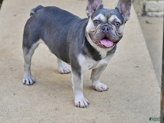 French Bulldog dogs Seven - Ad 5