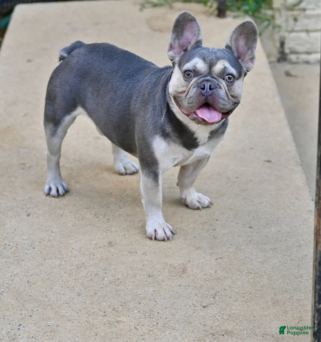 French Bulldog dogs for stud: Seven - Ad 1
