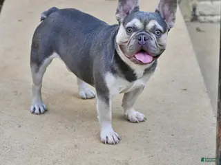 French Bulldog dogs Seven - Ad 5