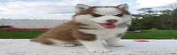 Pomsky dogs for sale: Fiona - Ad 3
