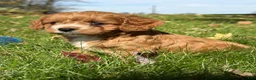 Cavapoo dogs for sale: Cash - Ad 1