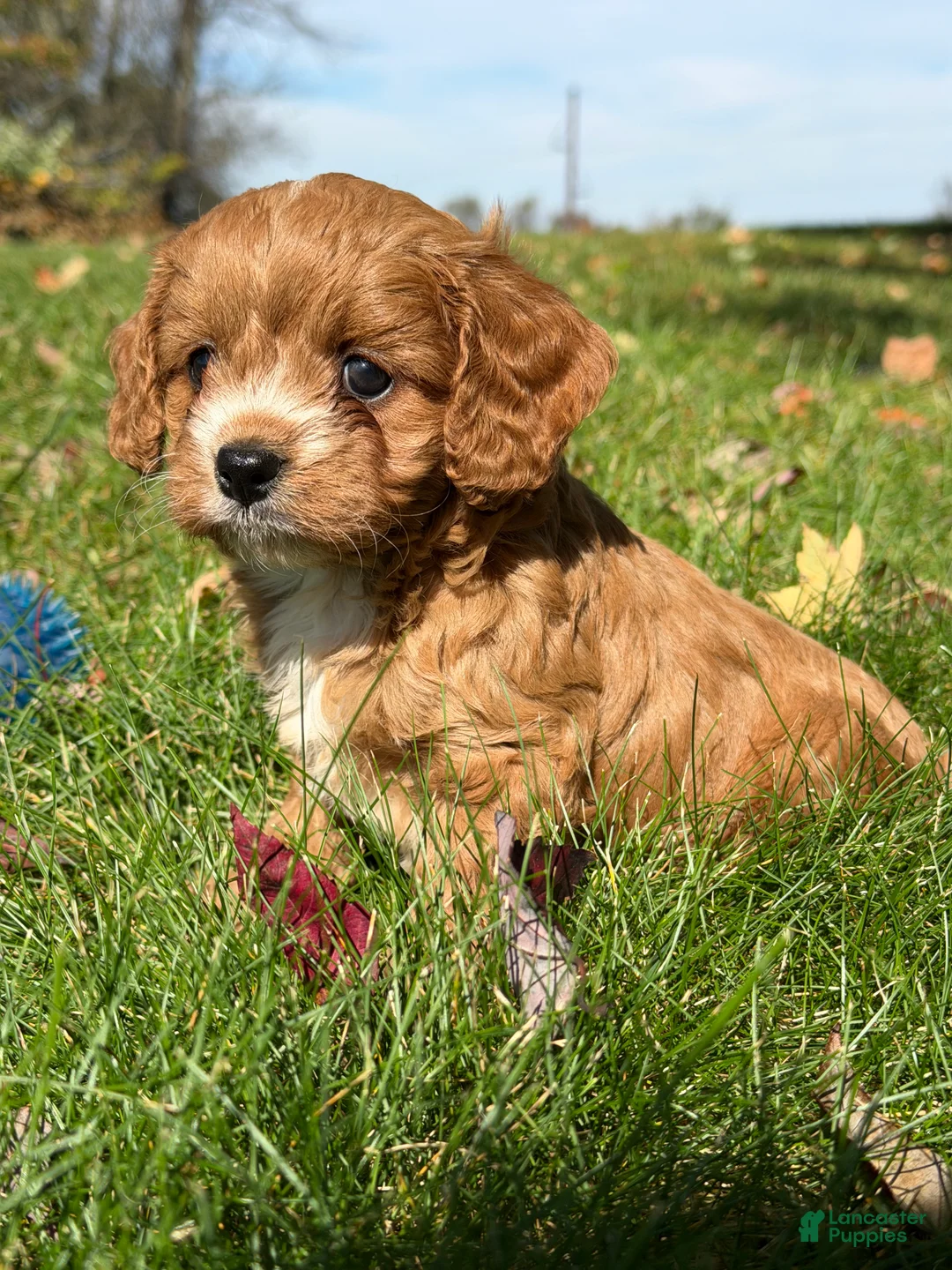 Cavapoo dogs for sale: Cash - Ad 1