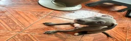 Mixed Breed dogs for sale: Mixed Breed 3 - Ad 2
