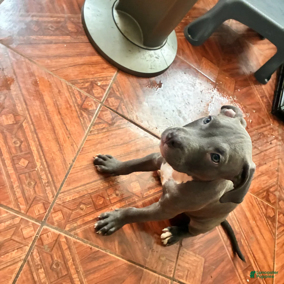 Mixed Breed dogs for sale: Mixed Breed 3 - Ad 2