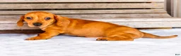 Miniature Dachshund dogs for sale: Carter - Ad 5