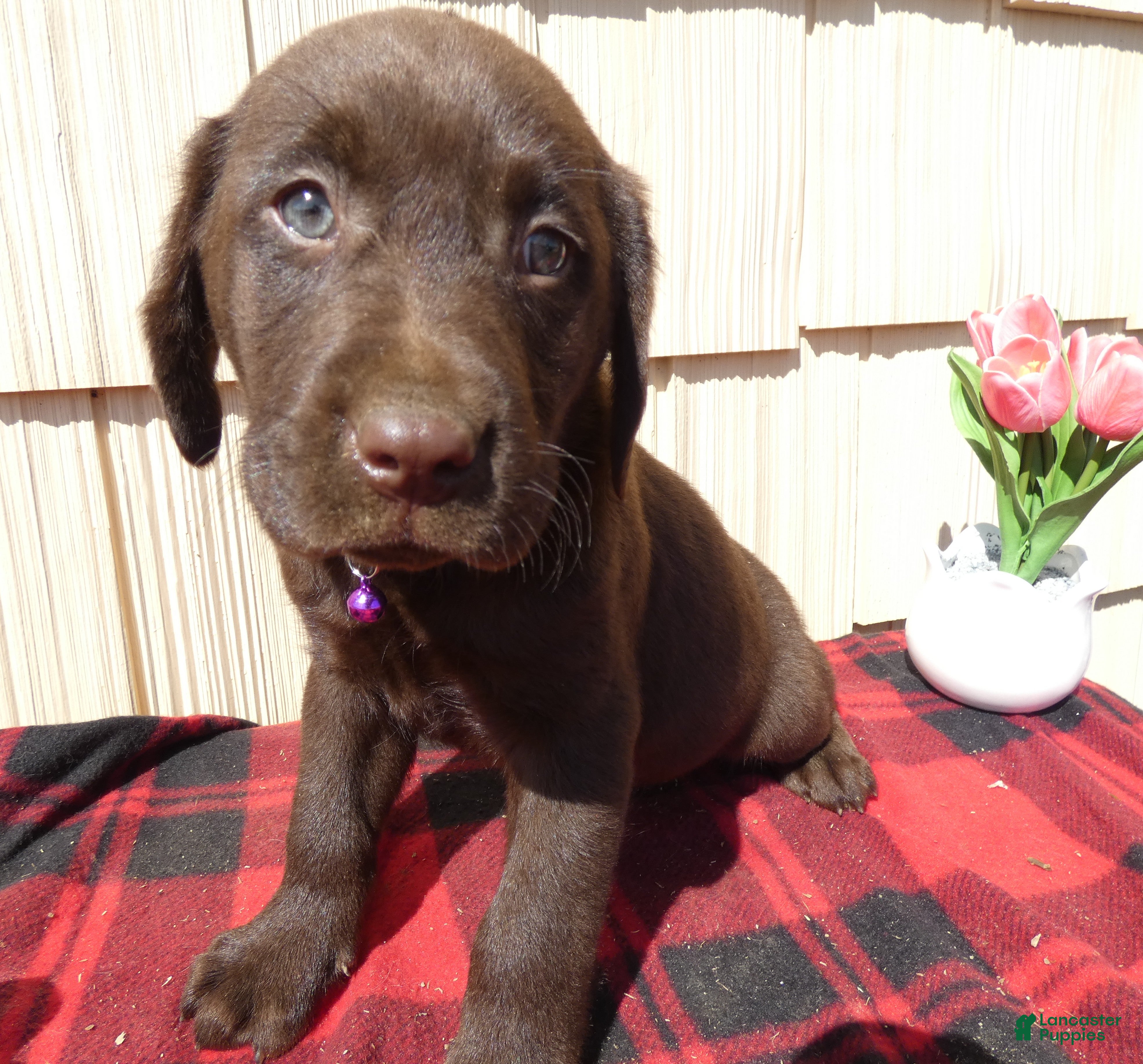 Labrador Retriever dogs Labrador Retriever Puppy 9 - Ad 33