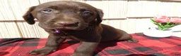 Labrador Retriever dogs for sale: Labrador Retriever Puppy 9 - Ad 1