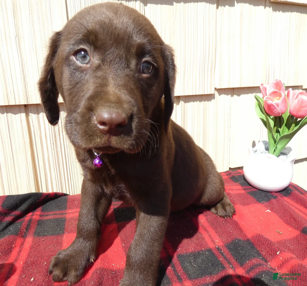 Labrador Retriever dogs for sale: Labrador Retriever Puppy 9 - Ad 1