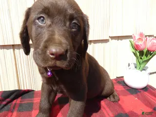 Labrador Retriever dogs Labrador Retriever Puppy 9 - Ad 33