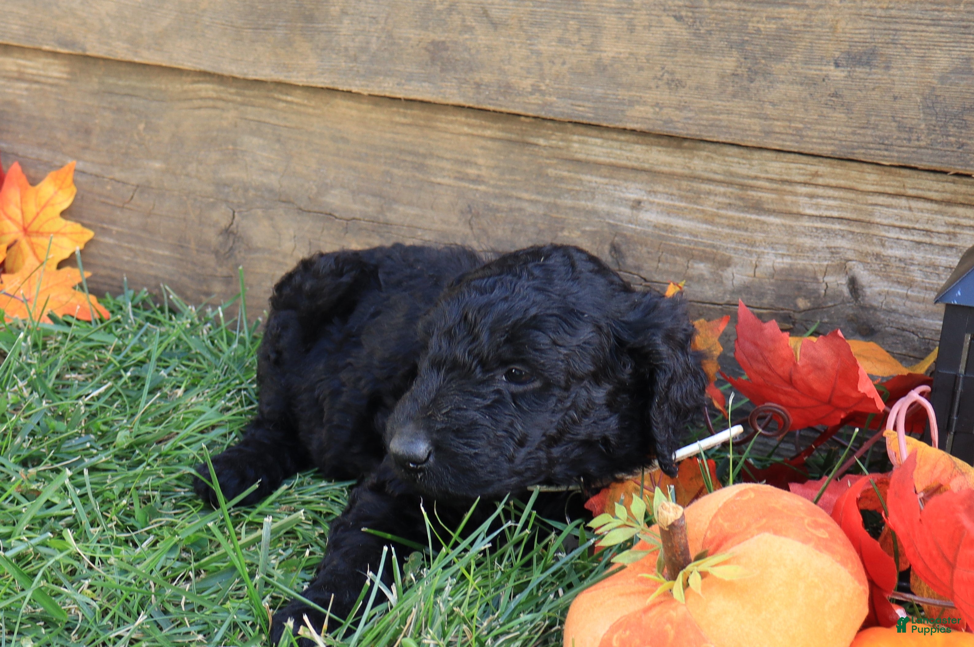 Goldendoodle dogs Emma - Ad 2