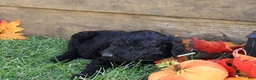 Goldendoodle dogs for sale: Emma - Ad 2