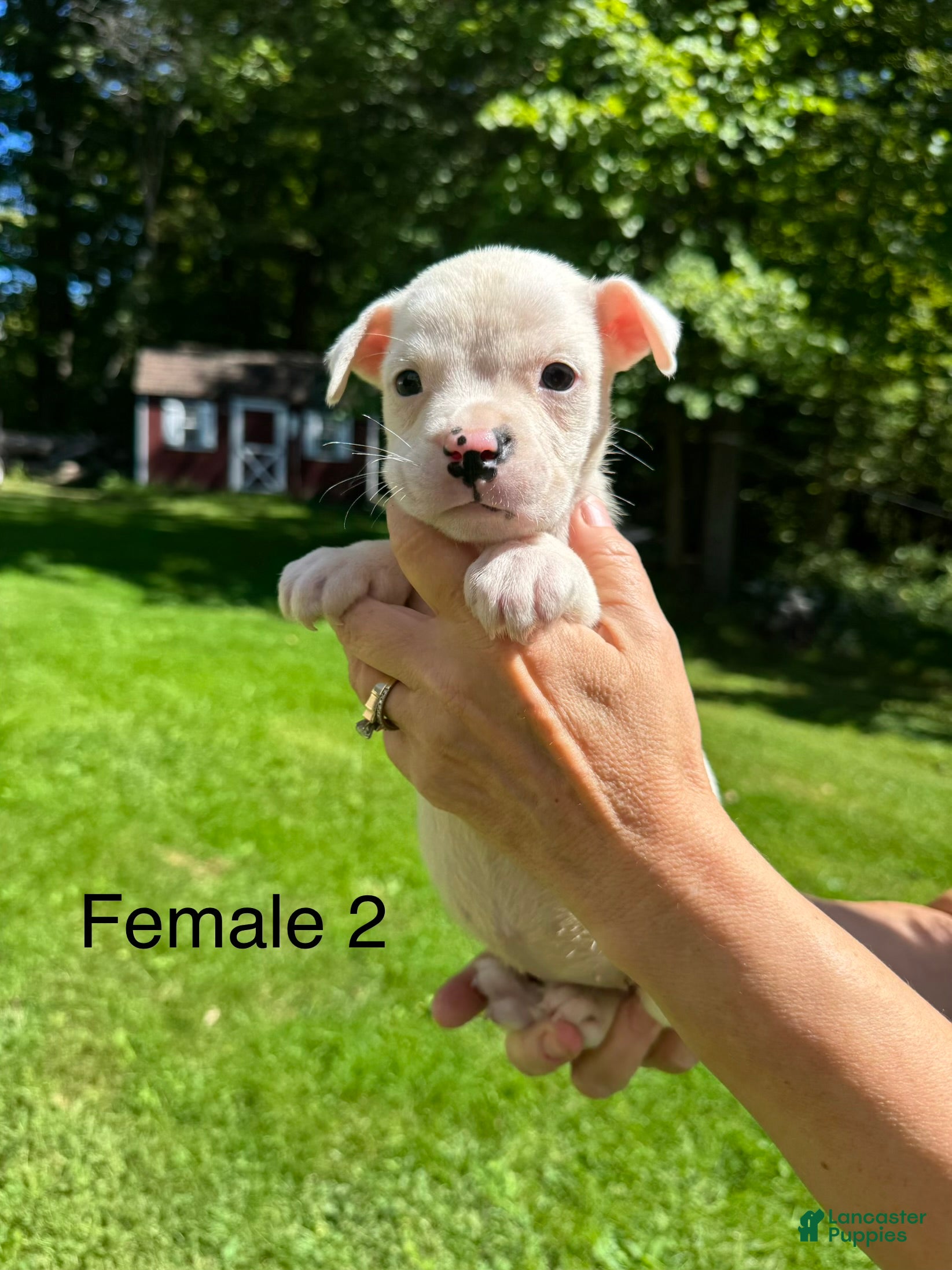 American Bulldog dogs Female 2 - Ad 1