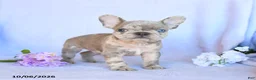 Frenchton dogs for sale: Rusty - Ad 2