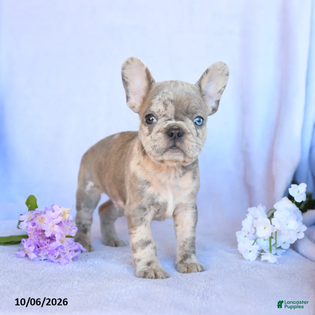 Frenchton dogs for sale: Rusty - Ad 2