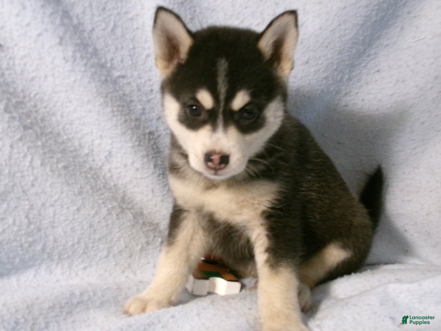 Pomsky dogs Peanut - Ad 2