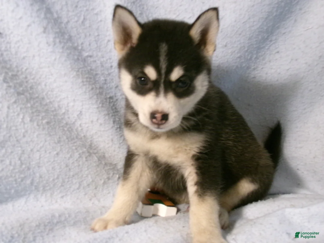 Pomsky dogs for sale: Peanut - Ad 2