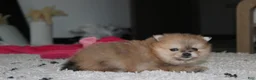Pomeranian dogs for sale: Honey  - Ad 12