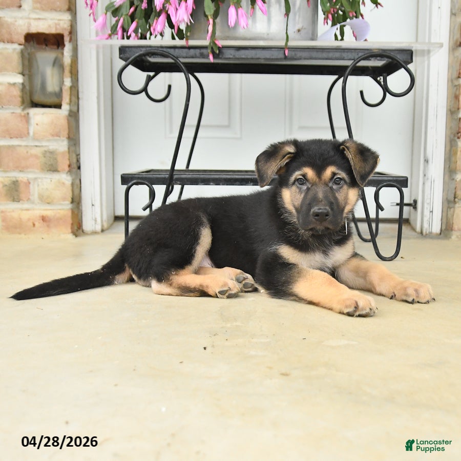 German Shepherd dogs Dylan - Ad 2