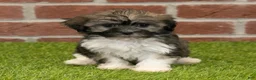 Havanese dogs for sale: Betsy - Ad 4