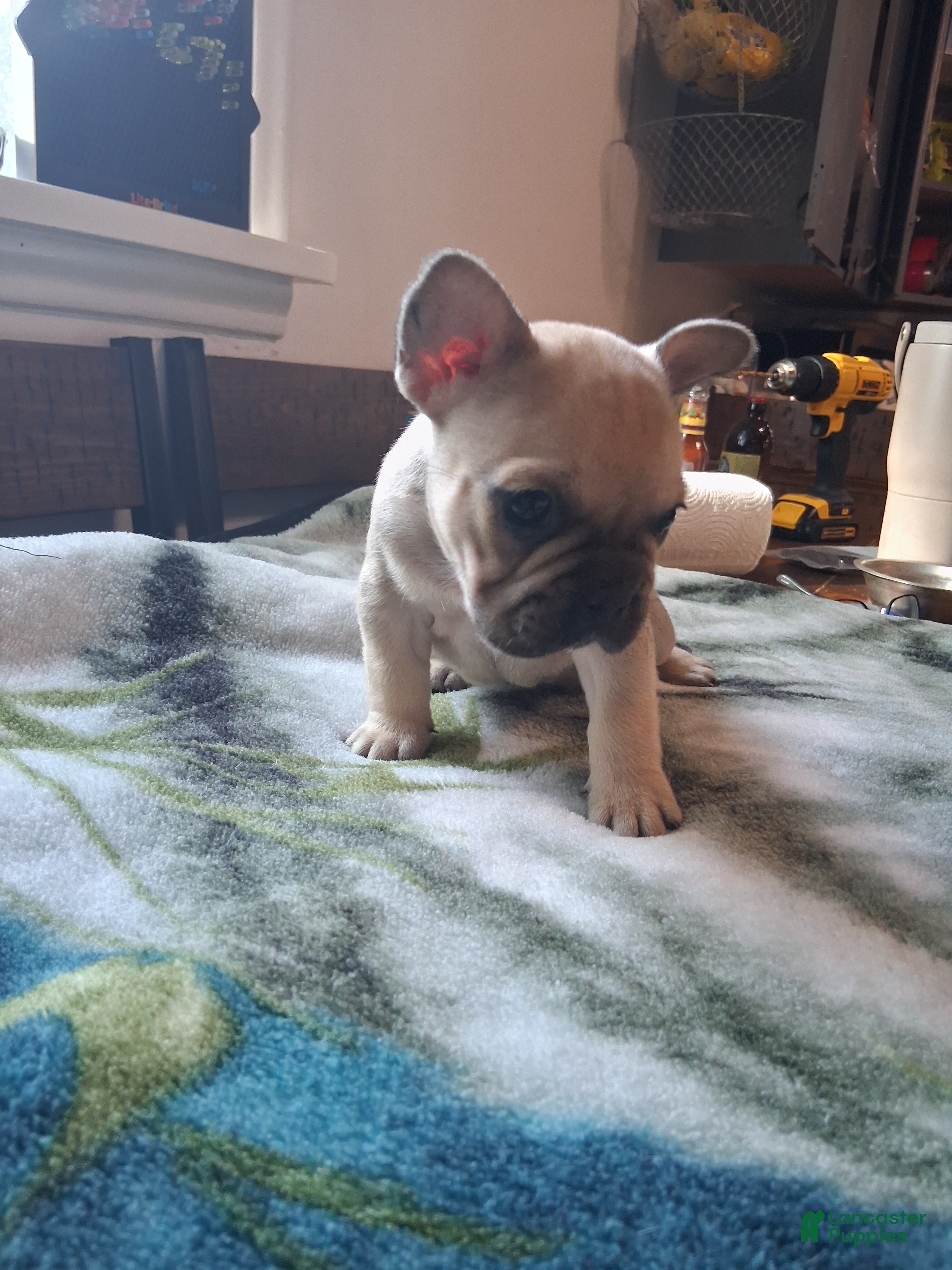 French Bulldog dogs for sale: Tommy - Ad 1