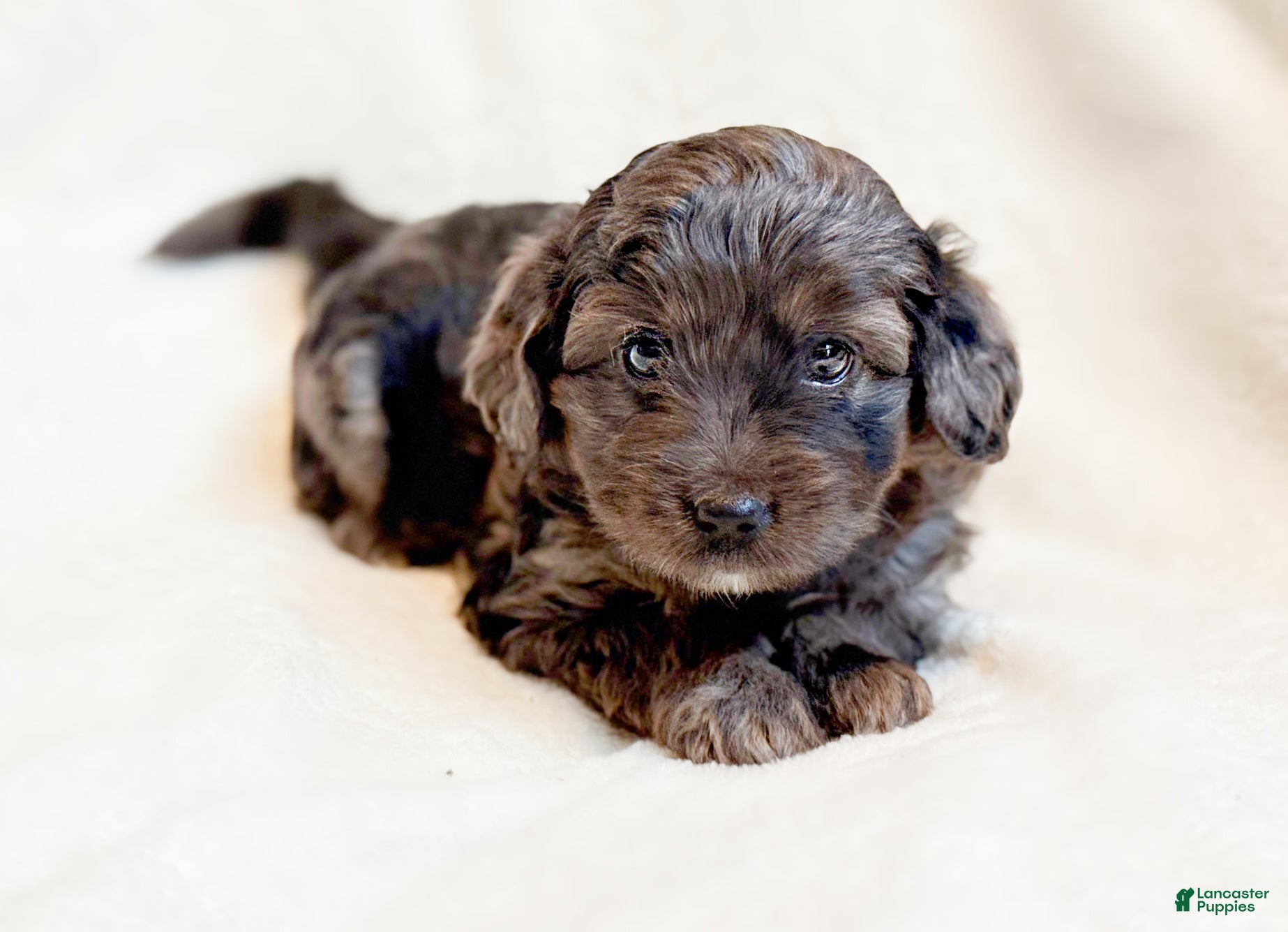 Mini Aussiedoodle dogs River - Ad 5