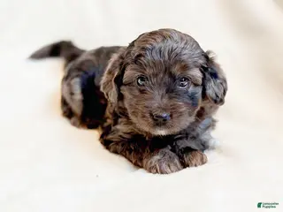 Mini Aussiedoodle dogs River - Ad 1