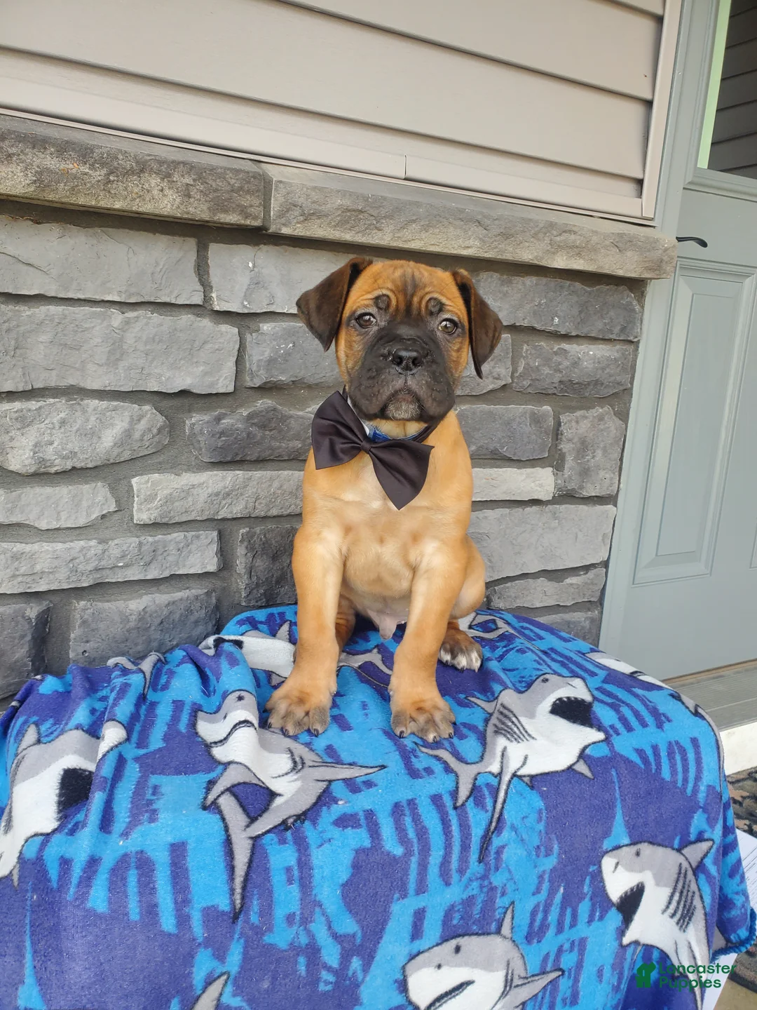 Cane Corso dogs for sale: Cane Corso Puppy 3 - Ad 1