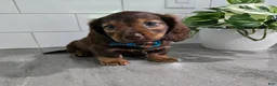 Miniature Dachshund dogs for sale: Miniature Dachshund 4 - Ad 4