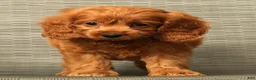 Cockapoo dogs for sale: Autumn - Ad 6