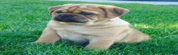 Mixed Breed dogs for sale: Ike - Ad 1