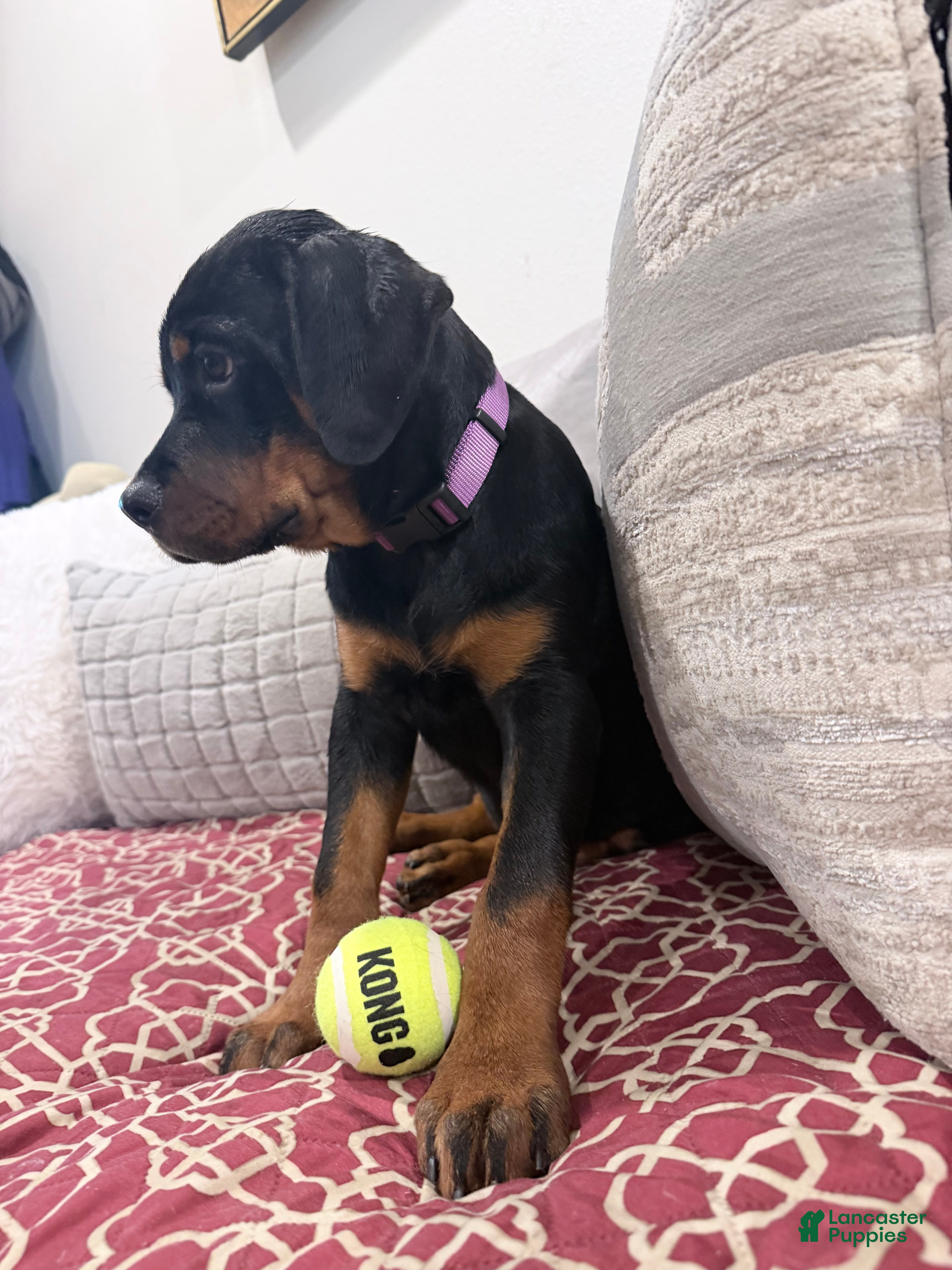 Rottweiler dogs for sale: Purple color - Ad 4