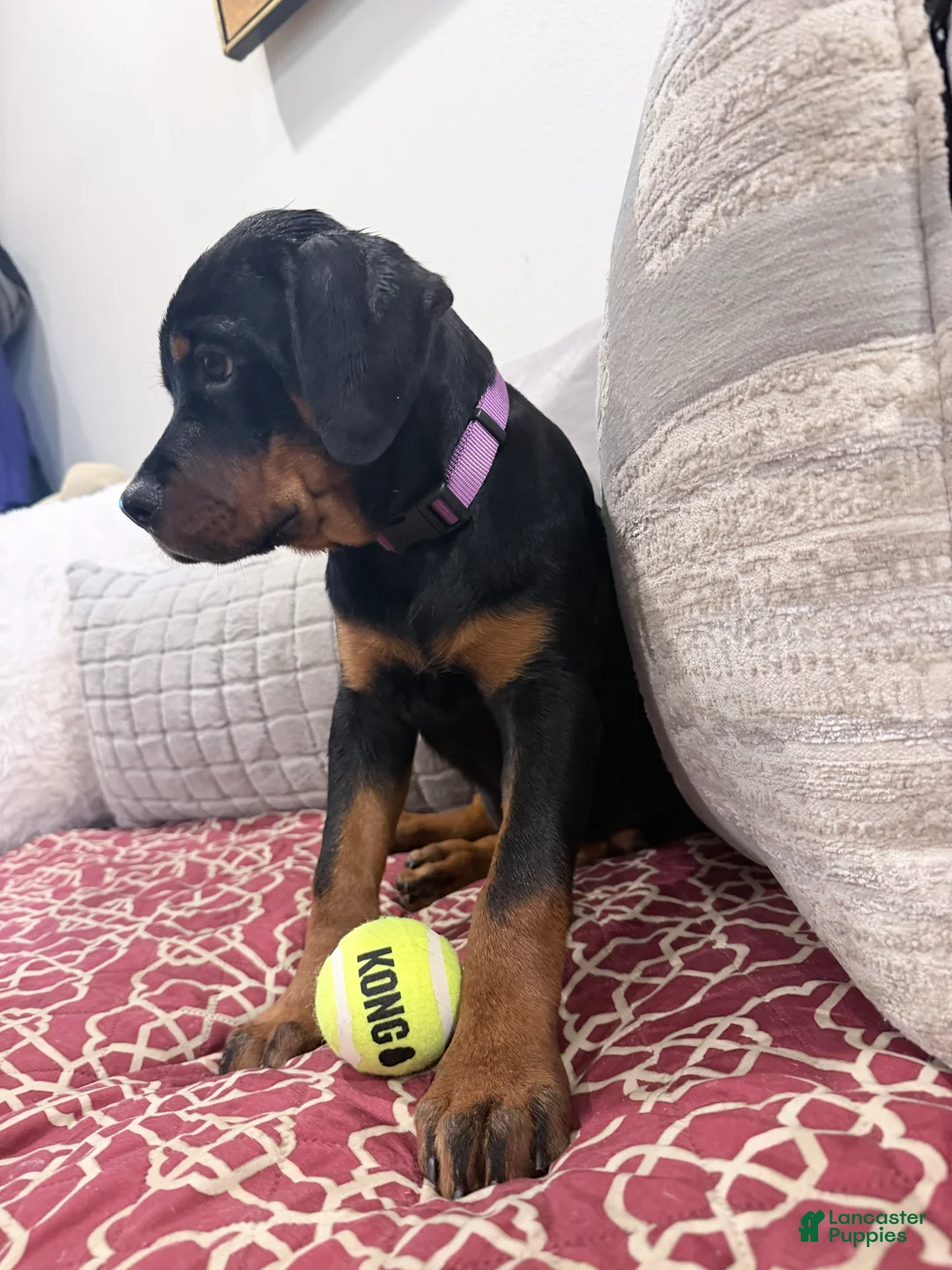 Rottweiler dogs for sale: Purple color - Ad 1
