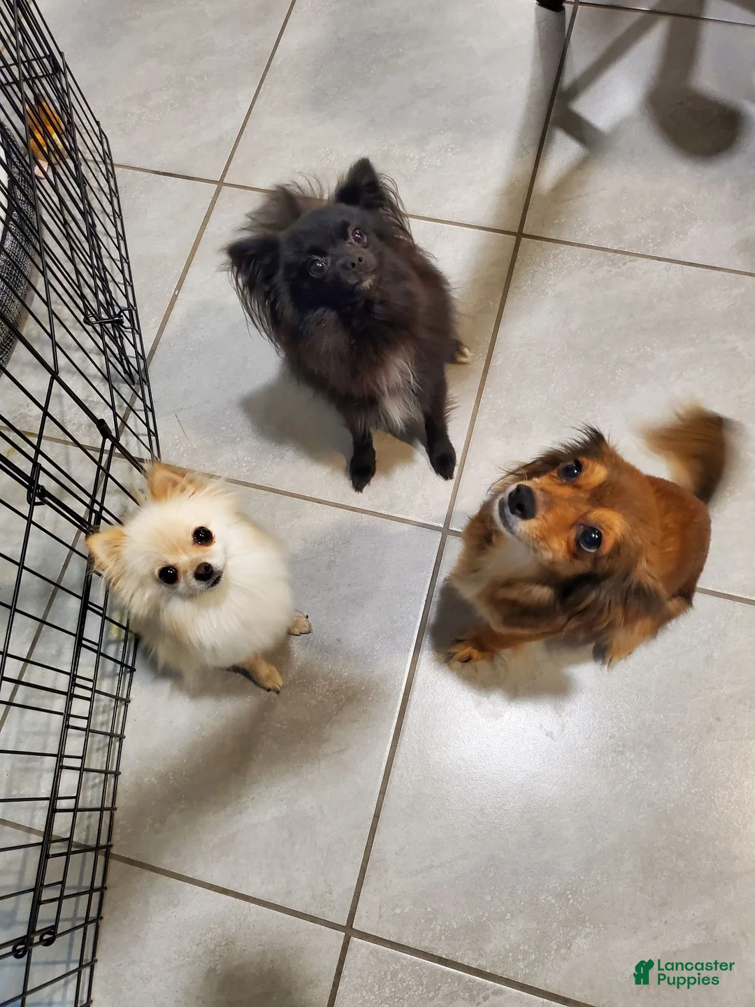 Pomeranian dogs for sale: Pomeranian 1 - Ad 4