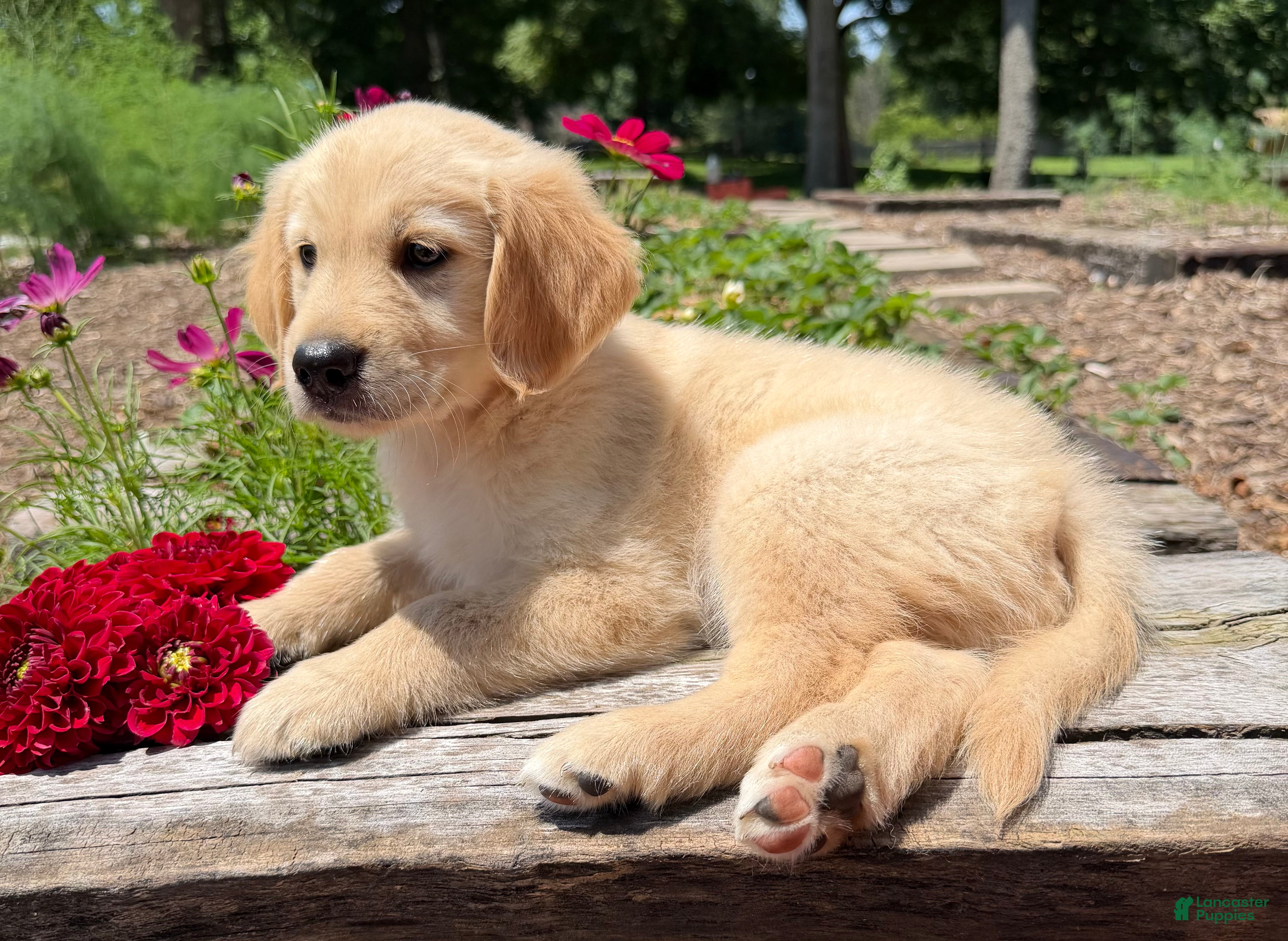 Golden Retriever dogs Jasper - Ad 1