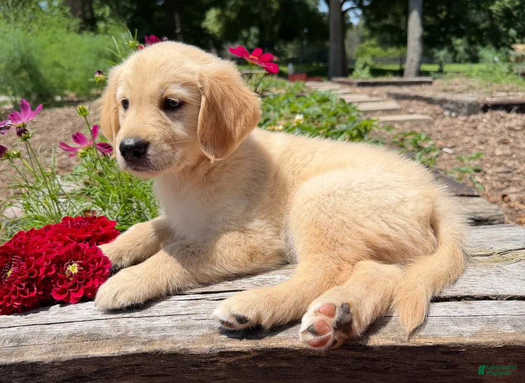 Golden Retriever dogs for sale: Jasper - Ad 1