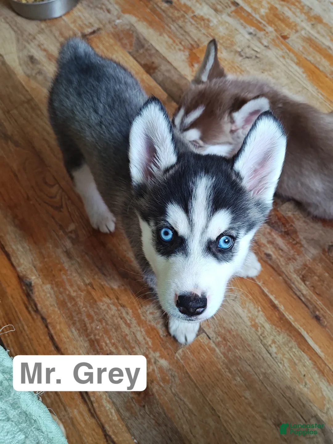 Mixed Breed dogs for sale: Mr. Grey - Ad 1